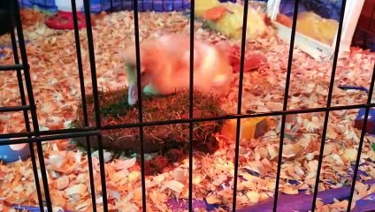 A bit of sod to start Lemongrab's day off right! | #SparklegleamFarm #Lemongrab #homestead #goose #farmanimals #UNACCEPTABLE #cute