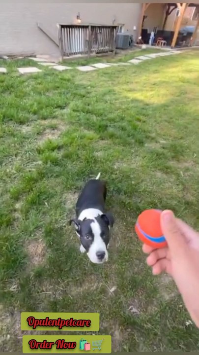 🐾 Bored dog? Problem solved.💥 Tough, bouncy & chew-ready!👉 Buy now & start the fun!