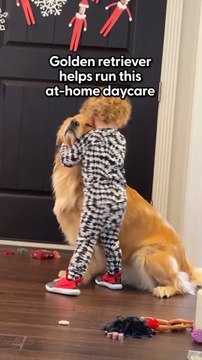 Golden Retriever Runs A Day Care For Kids _ The Dodo