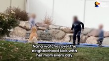 Golden Retriever Runs A Day Care For Kids _ The Dodo