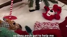 Mama Dog Celebrates The Holidays With Her Puppies _ The Dodo