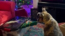 Foster Dog Gets Caught On Camera Stealing Christmas Presents _ The Dodo