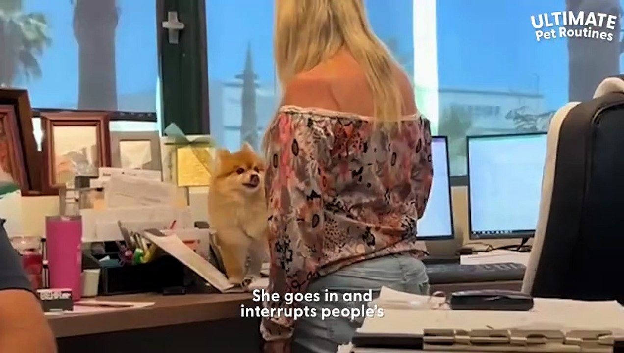 Tiny Senior Dog Is Everyone s Favorite Co-Worker _ The Dodo