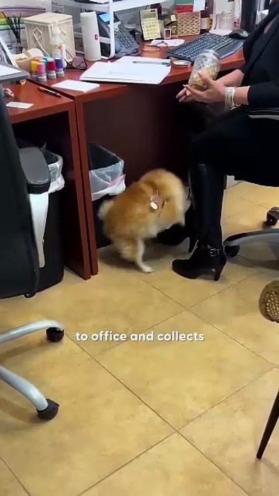 Tiny Senior Dog Is Everyone s Favorite Co-Worker _ The Dodo
