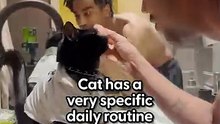 Model and His Cat Are The Ultimate _It_ Girls _ The Dodo