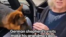 German Sheperd Loves Visiting Grandma At The Nursing Home _ The Dodo