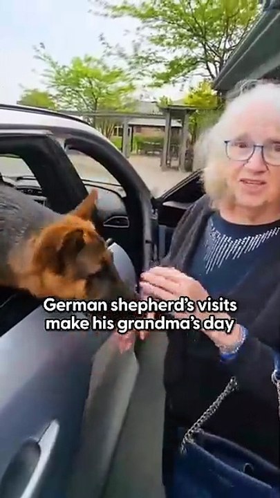 German Sheperd Loves Visiting Grandma At The Nursing Home _ The Dodo