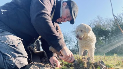Les Lagotto Romagnolo, chiens stars pour rechercher les truffes
