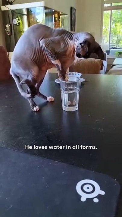 Watch This Guy Give His Cat a Bubble Bath _ The Dodo