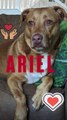 Help Cover Ariel’s Surgery and Recovery Costs