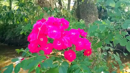 Novia Cumbianchera Hechicera canta Giselle Romina Castillo Vargas seudónimo Giselle Darlene novia Cumbianchera