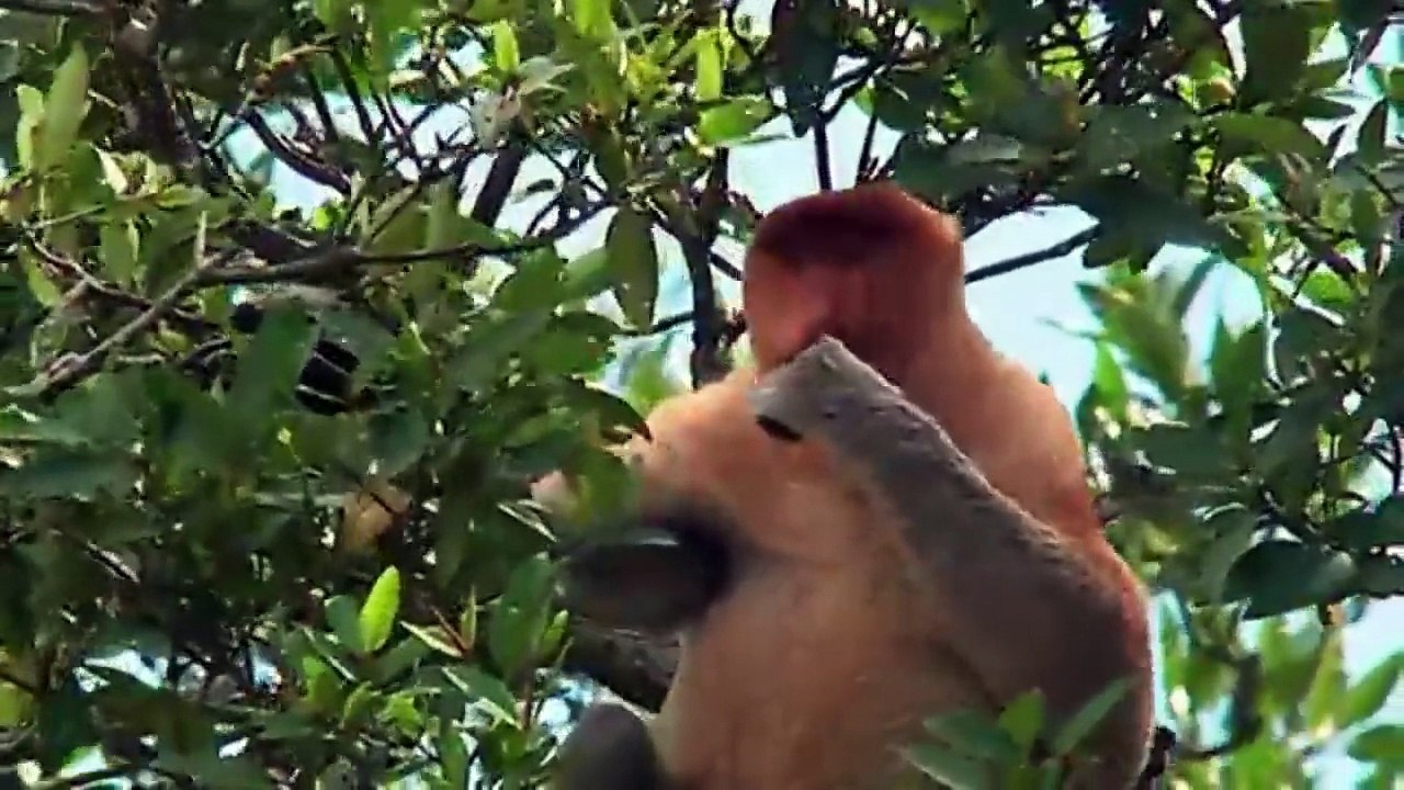 WILD INDONESIA