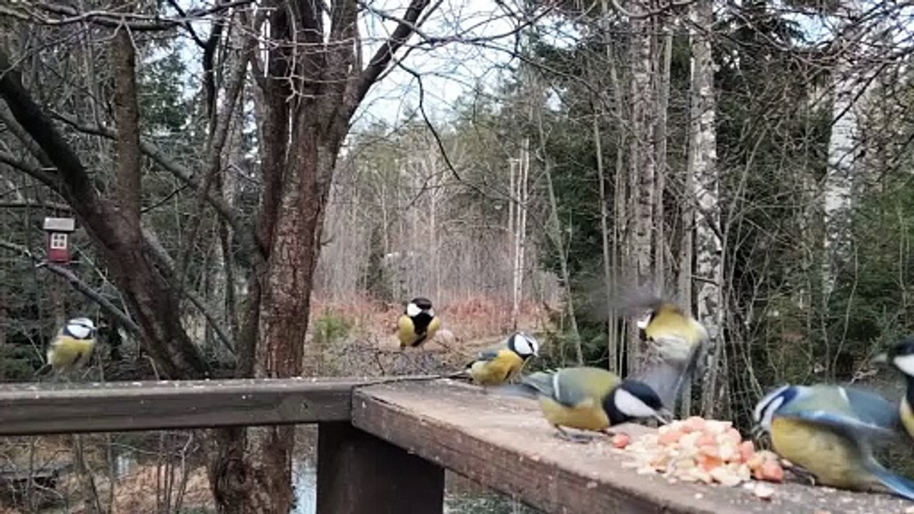 Backyard Birds Feeding