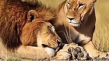 While_the_two_lions_are_sleeping,_why_does_the_lioness_suddenly_get_angry__🦁💤😤❓_#lion_#sleep_#danger(360p)