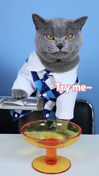 Oscar s Fastest Tips To Relax     oscarfunnyworld  funnycat  oddlysatisfying  shorts