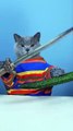 Magic BATTLE Oscar Makes Magic Tricks Easier     _ Funny Magic Challenge   funnycat    shorts