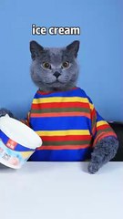 Grim Reaper_ Mini Ice Cream Is Delicious Too    _ Don t Waste Food  funnycat  catsoftiktok   shorts