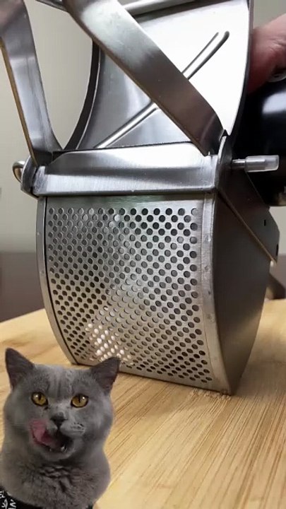 Oddly Satisfying That Will Amaze You     _ Oddly Satisfying TikTok   funnycat  catsoftiktok  shorts