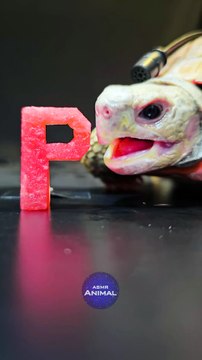 ASMR Mukbang Eating Perfect Food ️ Turtle Tortoise