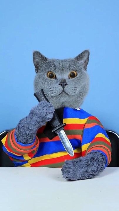 Do You Know The Secrets Of These MAGIC _ ️ ️_ Cat TikTok Challenge  funnycat  catsoftiktok   shorts