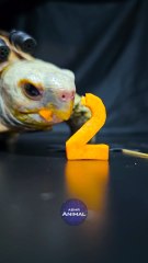 ASMR Mukbang Eating Black   Orange 27      Turtle Tortoise