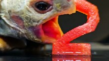 ASMR Mukbang Eating Red 2 2️  Turtle Tortoise
