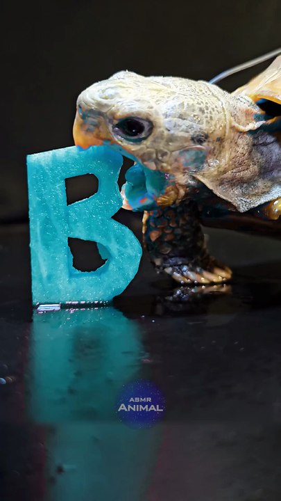 ASMR Mukbang Eating Cyan Food    Turtle Tortoise