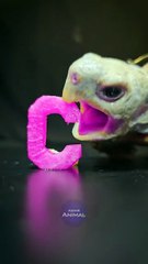 ASMR Mukbang Eating Cute Pink Food    Turtle Tortoise
