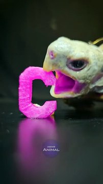 ASMR Mukbang Eating Cute Pink Food Turtle Tortoise