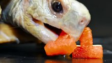 ASMR Mukbang Orange Food    Turtle Tortoise