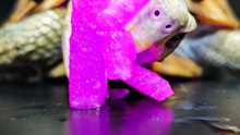 ASMR Mukbang Pink Food    Turtle Tortoise