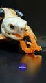 ASMR Mukbang Eating Orange Food    Turtle Tortoise