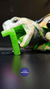 ASMR Mukbang Eating Tasty Food Turtle Tortoise