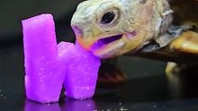 ASMR Mukbang Eating Purple Watermelon    Turtle Tortoise