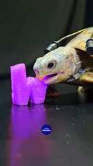 ASMR Mukbang Eating Purple Watermelon    Turtle Tortoise