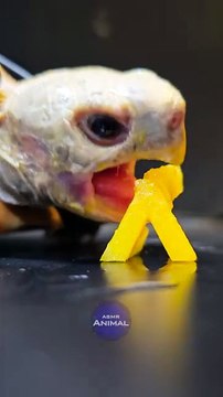 ASMR Mukbang Eating Yellow Food Turtle Tortoise