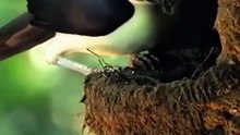 Sepasang burung jantan dan betina bahu membahu membangun sarang dari tanah liat—hasil kerja keras mereka menjadi tempat lahir kehidupan baru. Saat anaknya menetas, cacing pun dibawa sebagai santapan pertama