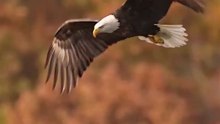 bald eagle information
