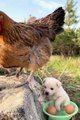 Adorable Animals videos that will your Day Prepared to have heart melted!