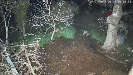 Menteşe’de kurdun saldırdığı 3 koyun telef oldu