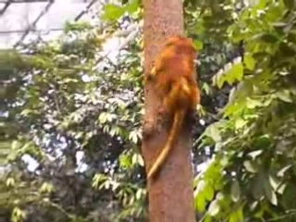 La vie privée des animaux