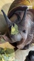 This is the first time I've properly seen a snail eating