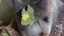 This is the first time I've properly seen a snail eating