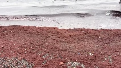 Tekirdağ'da lodos nedeniyle sahilde kırmızı yosun birikti