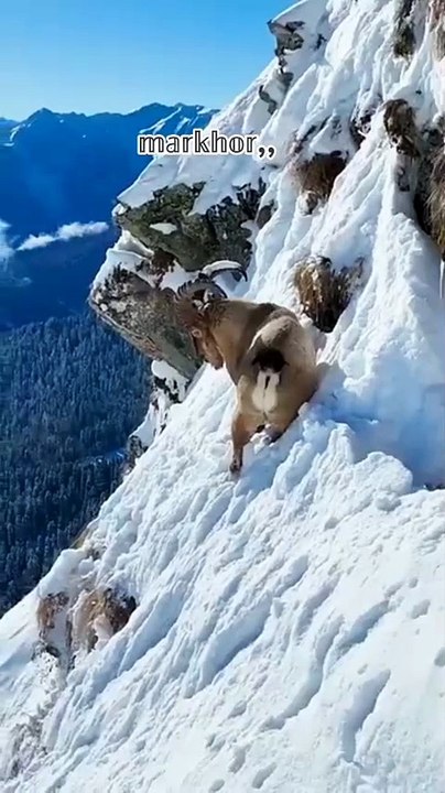 markhor