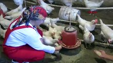 Yumurta fabrikasında tavuklara dinletilen müzik ile şaşırtan bir değişim yaşandı!