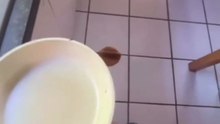 Pancake flip attempt turns out to be a comical disaster when it gets dropped on the floor