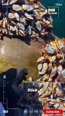 Teritip — mimpi buruk bagi makhluk laut. Kecil tapi kuat, mereka menempel erat pada kulit paus, cangkang penyu, dan bagian bawah kapal, menyebabkan iritasi hingga memperlambat gerakan.