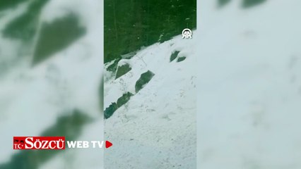 Artvin'de kara yoluna inen ayılar görüntülendi