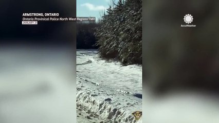 Rare sighting: officer captures elusive lynx family in northern Ontario